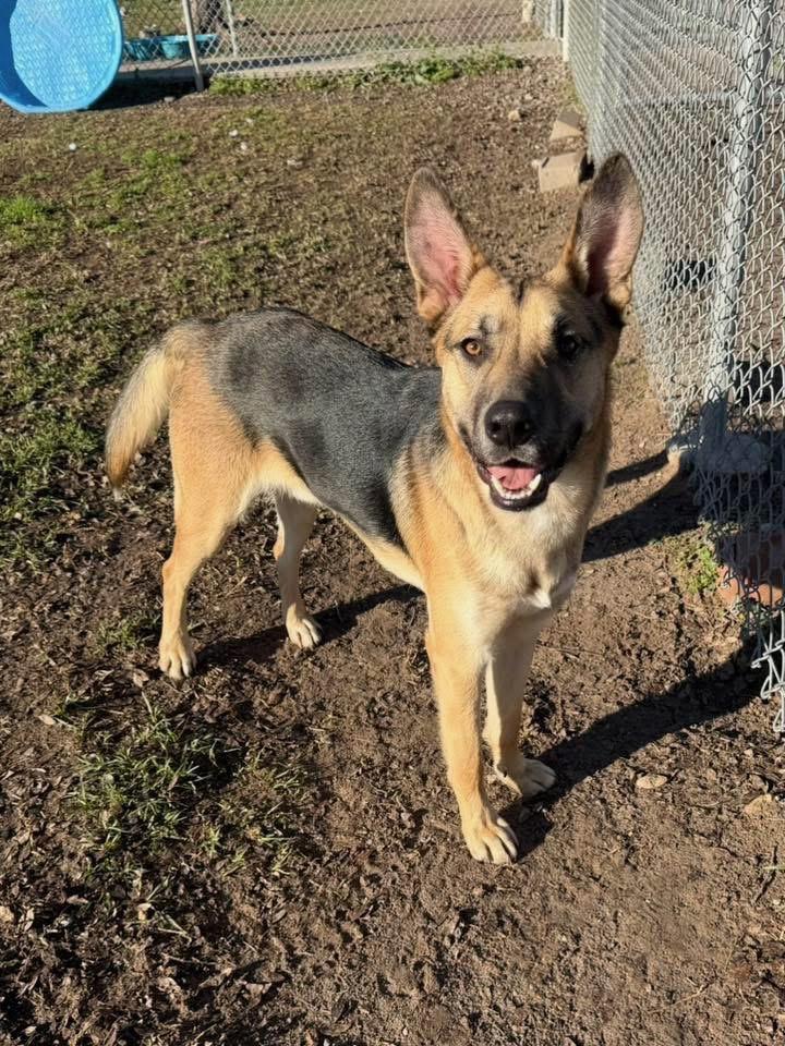 Lucas-Coming soon, ADOPTABLE, Young Male German Shepherd Dog.