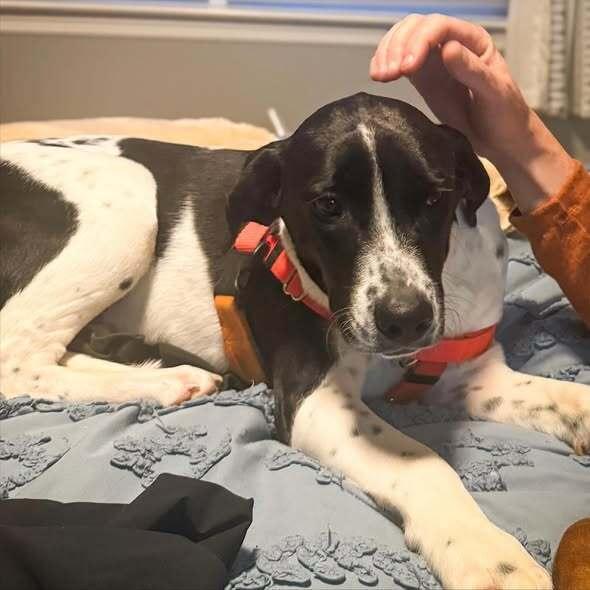 Jemma - stray J litter of 9, Adoptable, Puppy Female Goldendoodle & Hound.