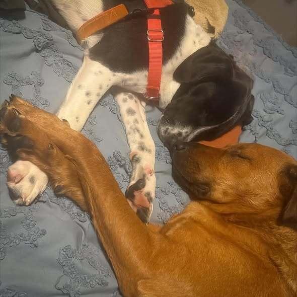 Enlarge Jemma - stray J litter of 9, a Adoptable mixed breed in Lancaster, PA image 3/6