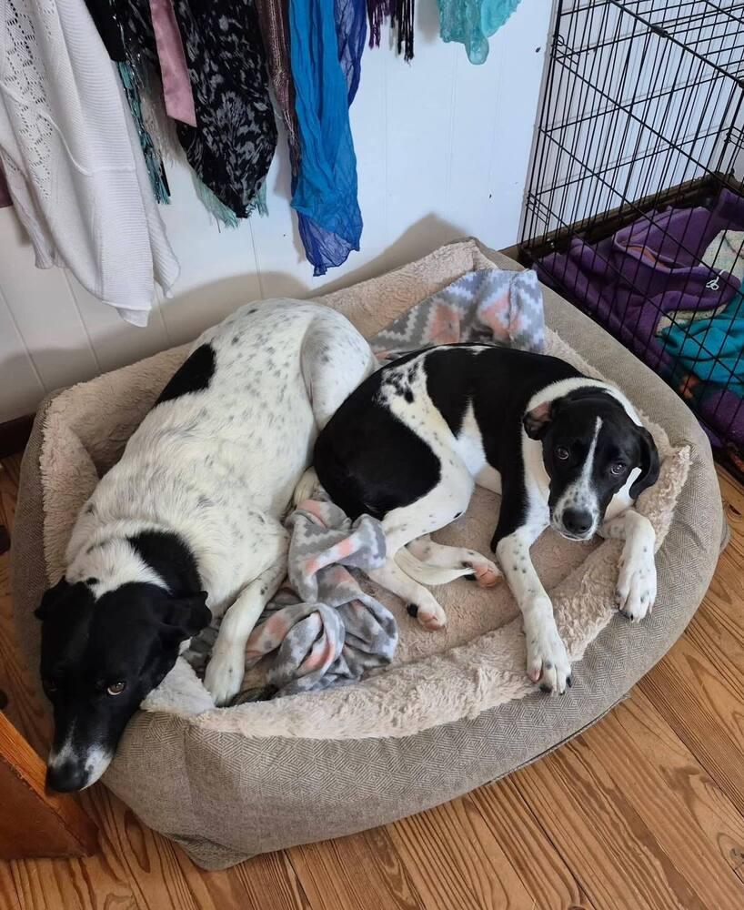 Enlarge Jemma - stray J litter of 9, a Adoptable mixed breed in Lancaster, PA image 4/6