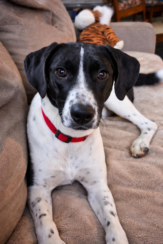 Enlarge Jemma - stray J litter of 9, a Adoptable mixed breed in Lancaster, PA image 2/6