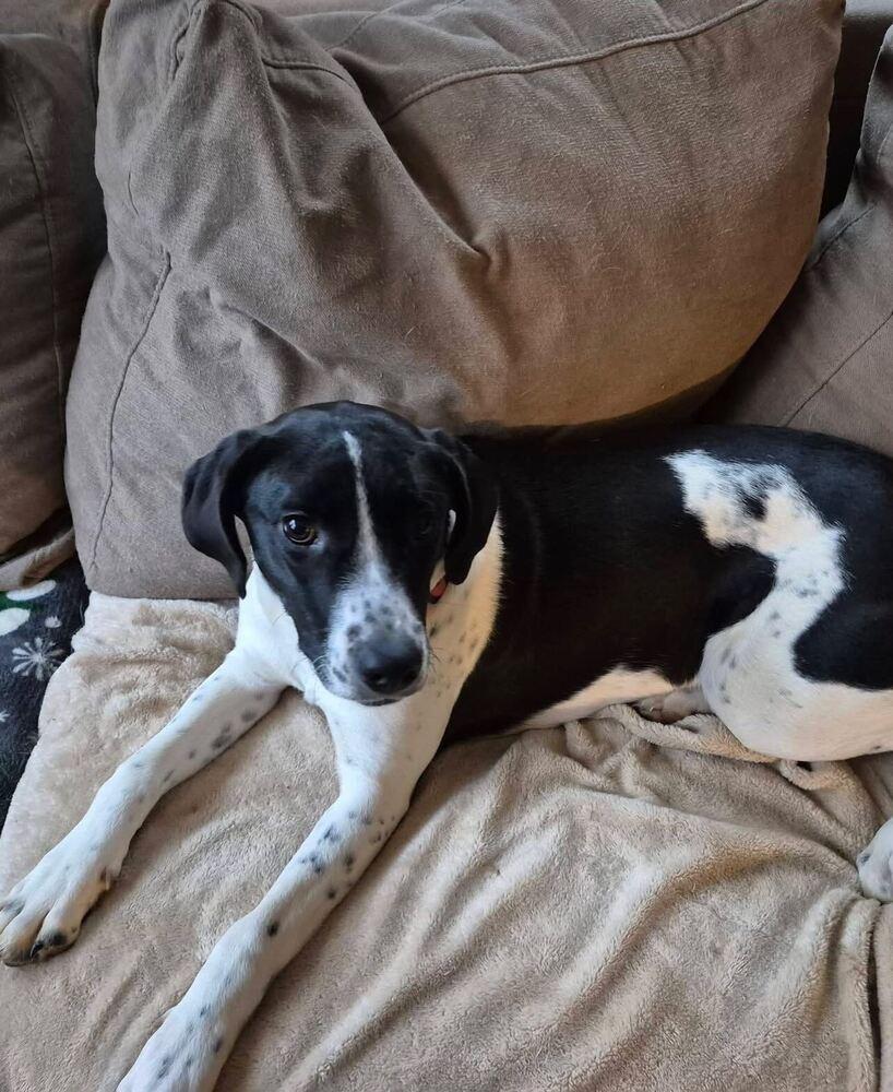 Enlarge Jemma - stray J litter of 9, a Adoptable mixed breed in Lancaster, PA image 5/6