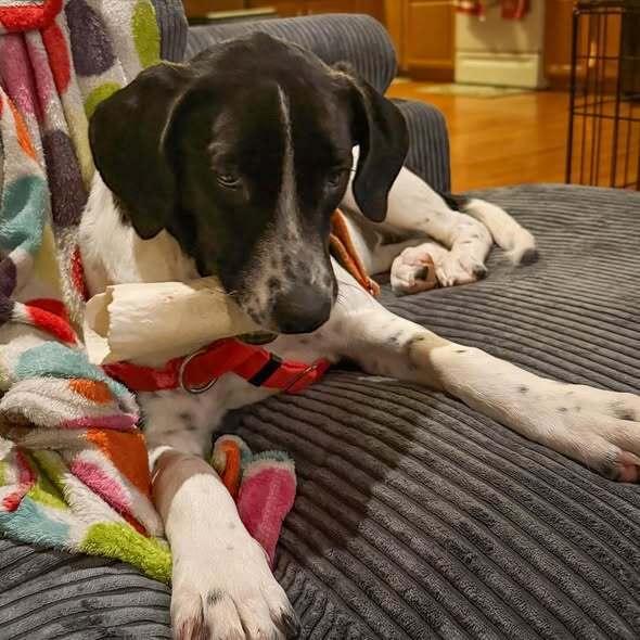 Enlarge Jemma - stray J litter of 9, a Adoptable mixed breed in Lancaster, PA image 6/6