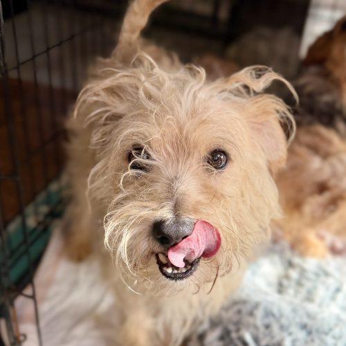 Enlarge Oscar Meathead, a Adoptable mixed breed in Matthews, IN image 1/3