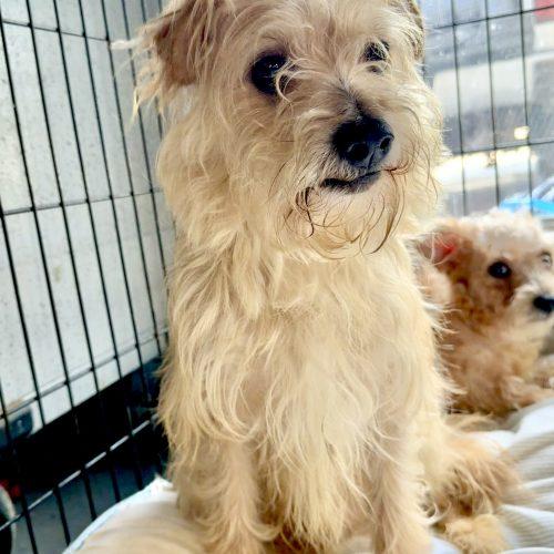 Enlarge Oscar Meathead, a Adoptable mixed breed in Matthews, IN image 2/3