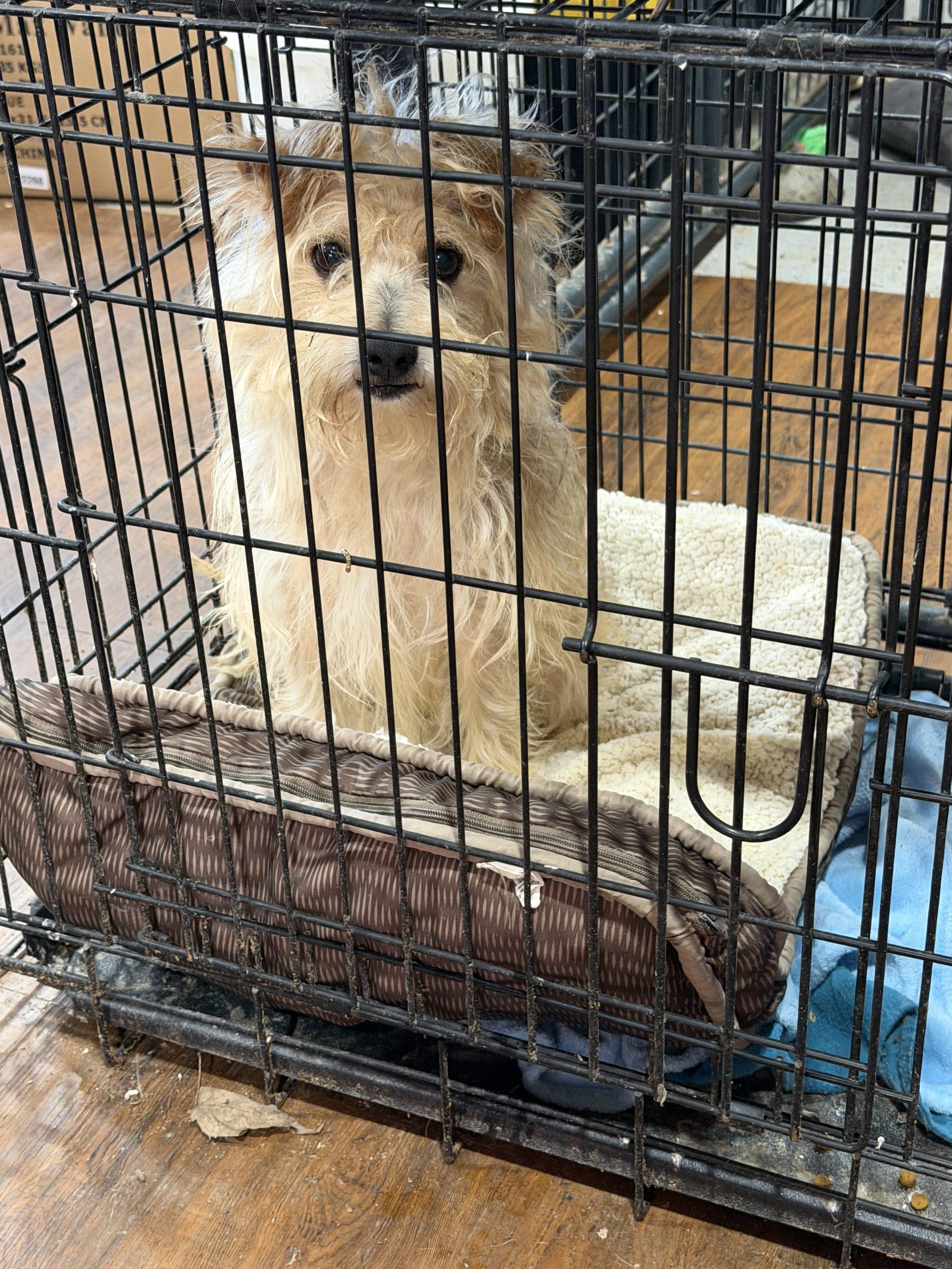 Enlarge Oscar Meathead, a Adoptable mixed breed in Matthews, IN image 3/3