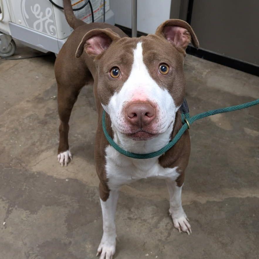 Maverick, Adoptable, Adult Male Pit Bull Terrier.