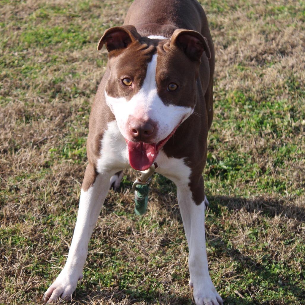 Maverick, Adoptable, Adult Male Pit Bull Terrier.