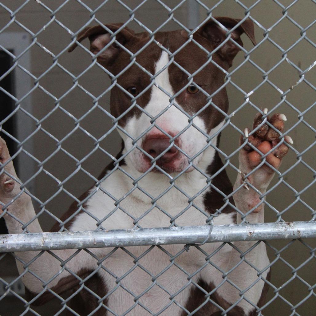 Enlarge Maverick, a Adoptable Pit Bull Terrier in Cleveland, MS image 2/6