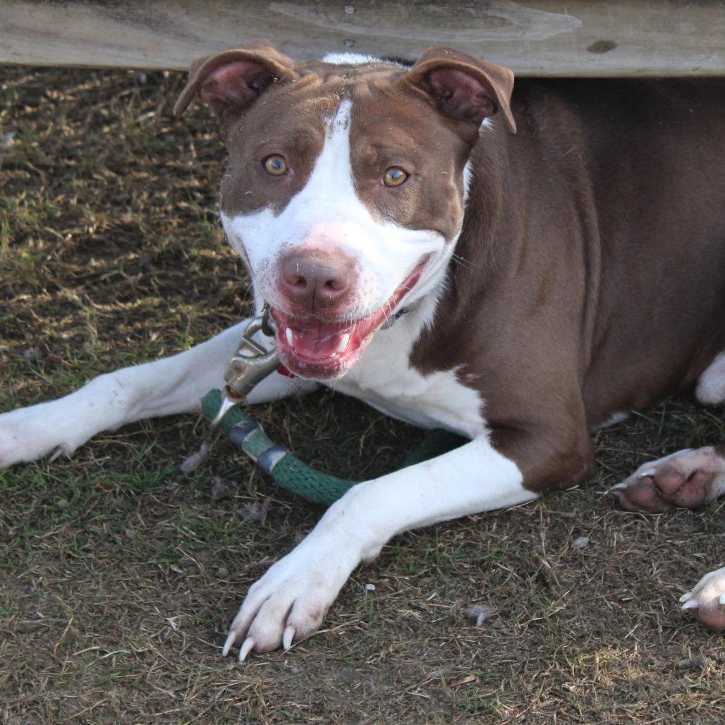 Enlarge Maverick, a Adoptable Pit Bull Terrier in Cleveland, MS image 3/6