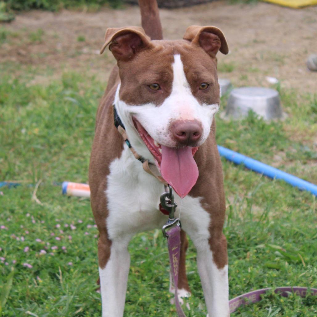 Enlarge Maverick, a Adoptable Pit Bull Terrier in Cleveland, MS image 4/6