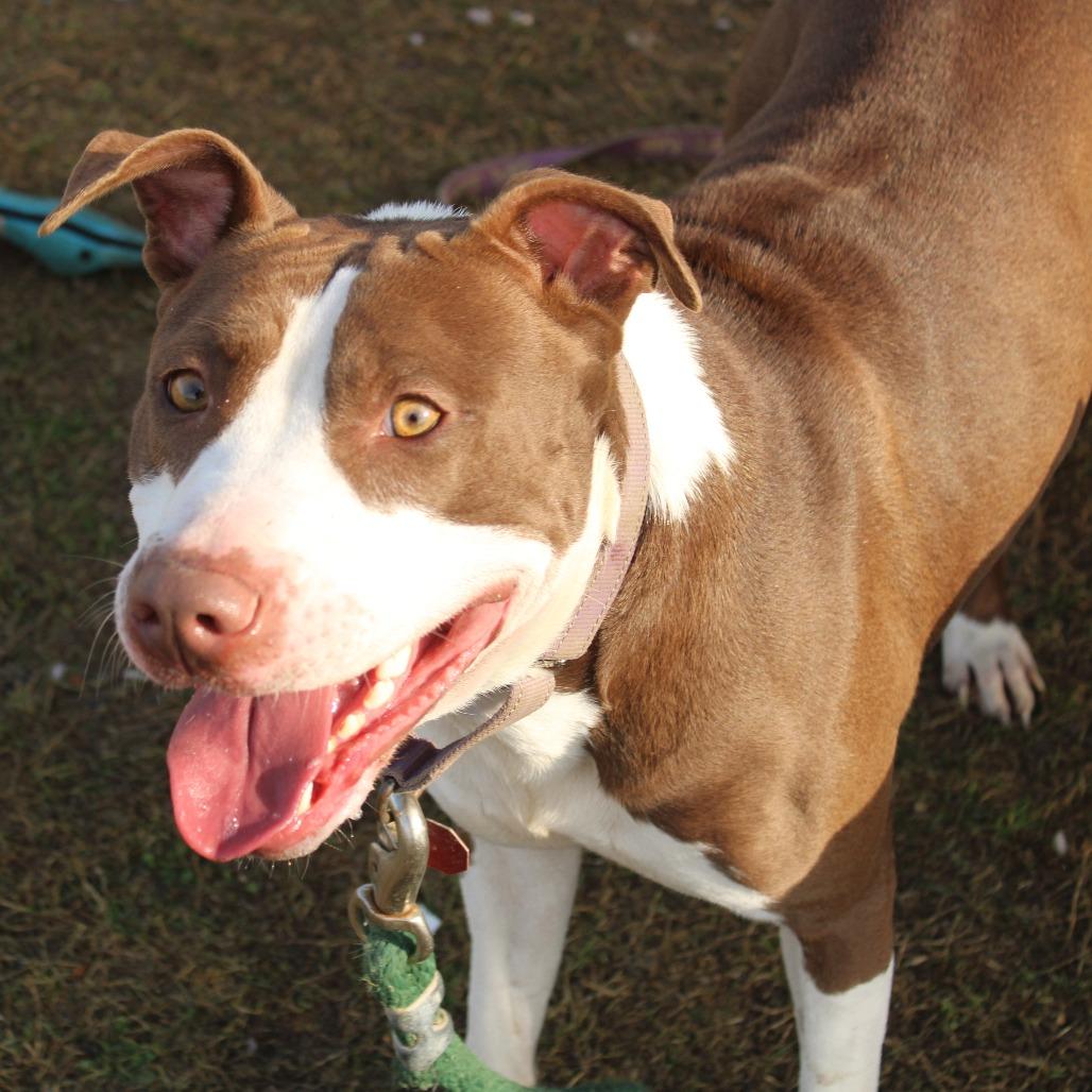 Enlarge Maverick, a Adoptable Pit Bull Terrier in Cleveland, MS image 5/6