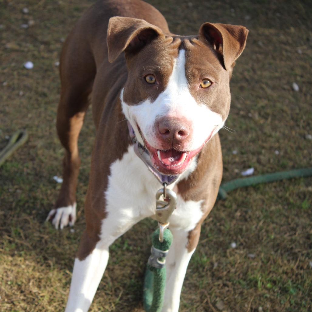 Enlarge Maverick, a Adoptable Pit Bull Terrier in Cleveland, MS image 6/6