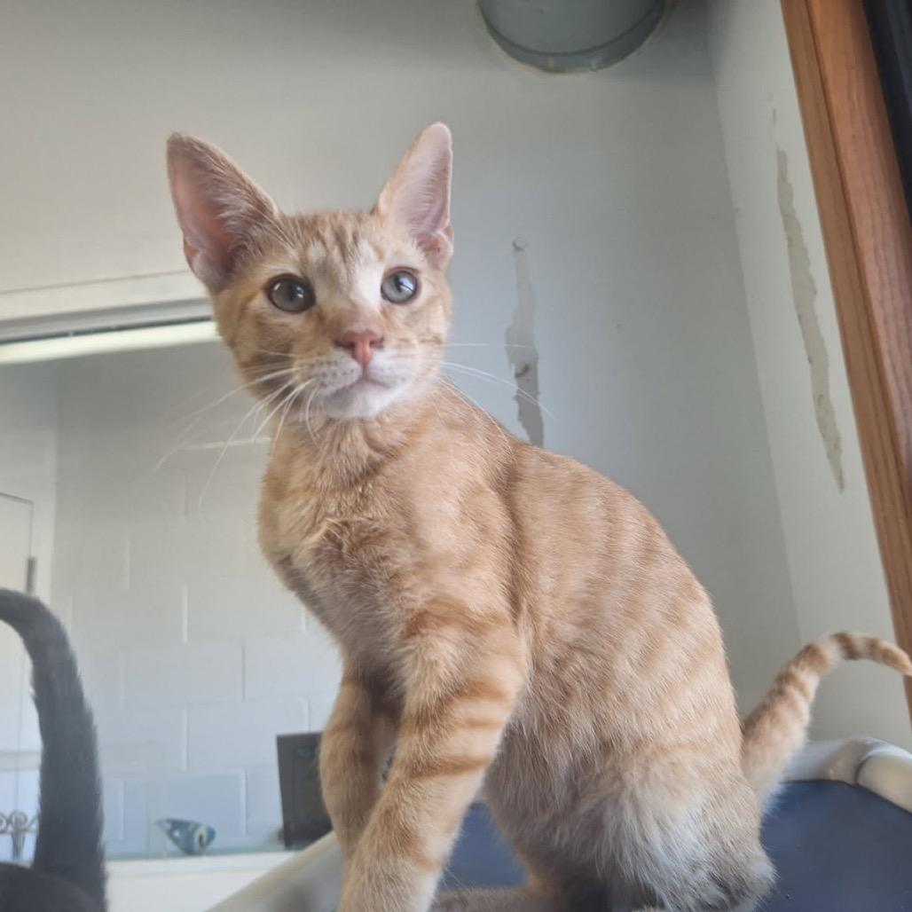 Cormac, a Adoptable Domestic Short Hair in Albert Lea, MN image 1/5
