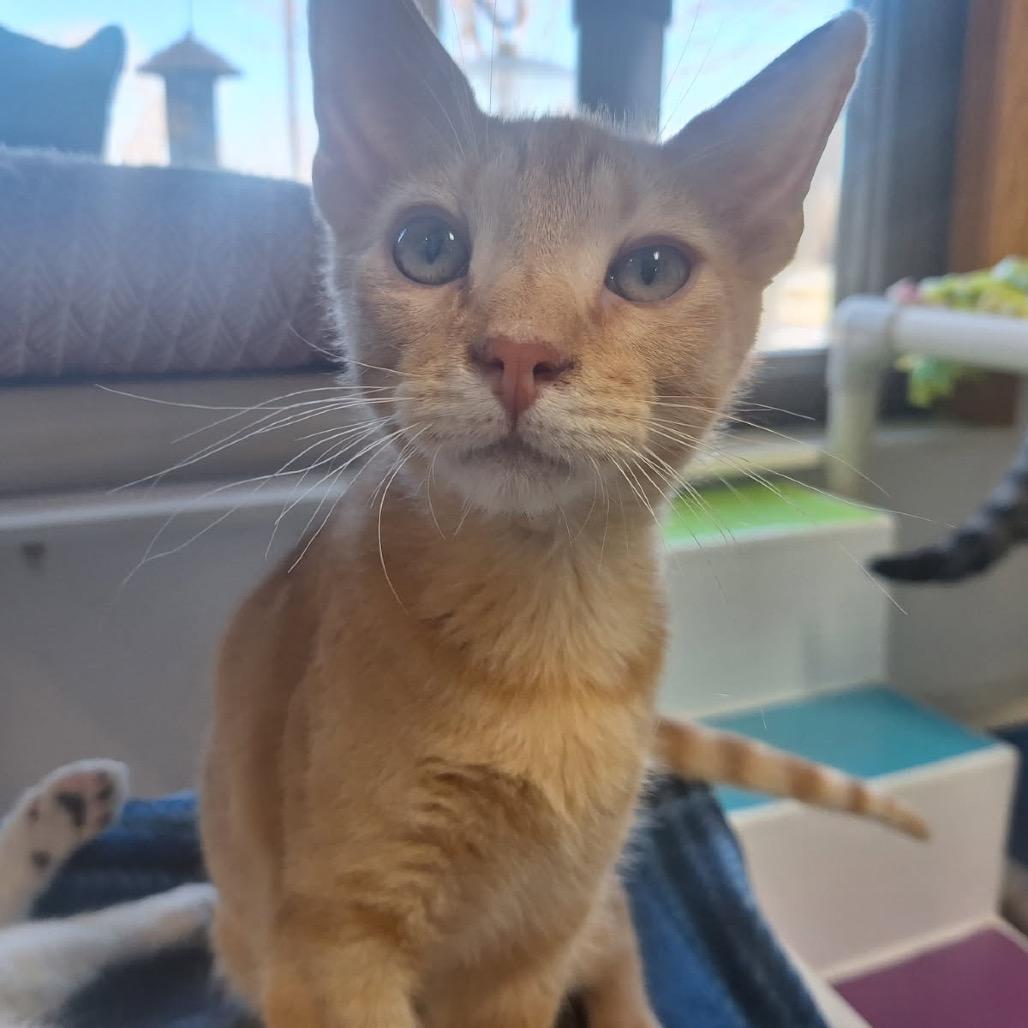 Cormac, a Adoptable Domestic Short Hair in Albert Lea, MN image 2/5