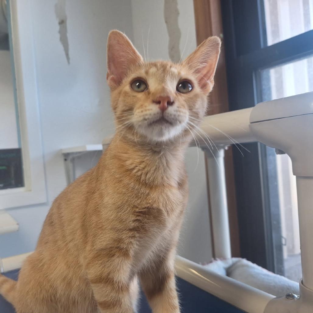 Cormac, a Adoptable Domestic Short Hair in Albert Lea, MN image 3/5
