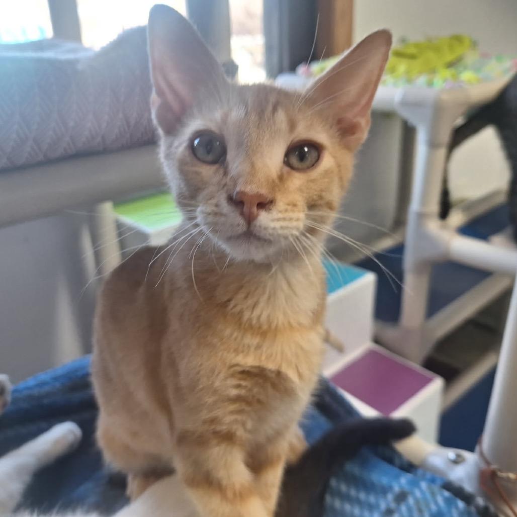 Cormac, a Adoptable Domestic Short Hair in Albert Lea, MN image 4/5