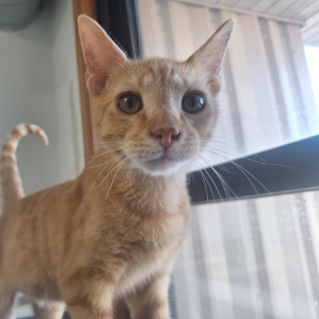 Cormac, a Adoptable Domestic Short Hair in Albert Lea, MN image 5/5