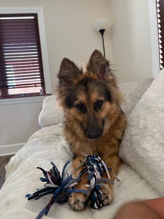 Moki-HOUSEBROKEN SWEETIE, adopted, Adult Male German Shepherd Dog & Belgian Shepherd / Malinois.
