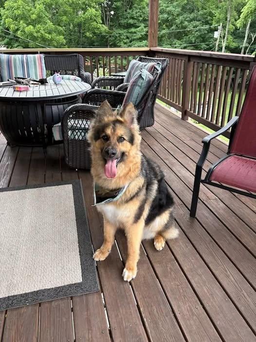 Moki-HOUSEBROKEN SWEETIE, an adopted mixed breed in Taylor Mill, KY image 2/4