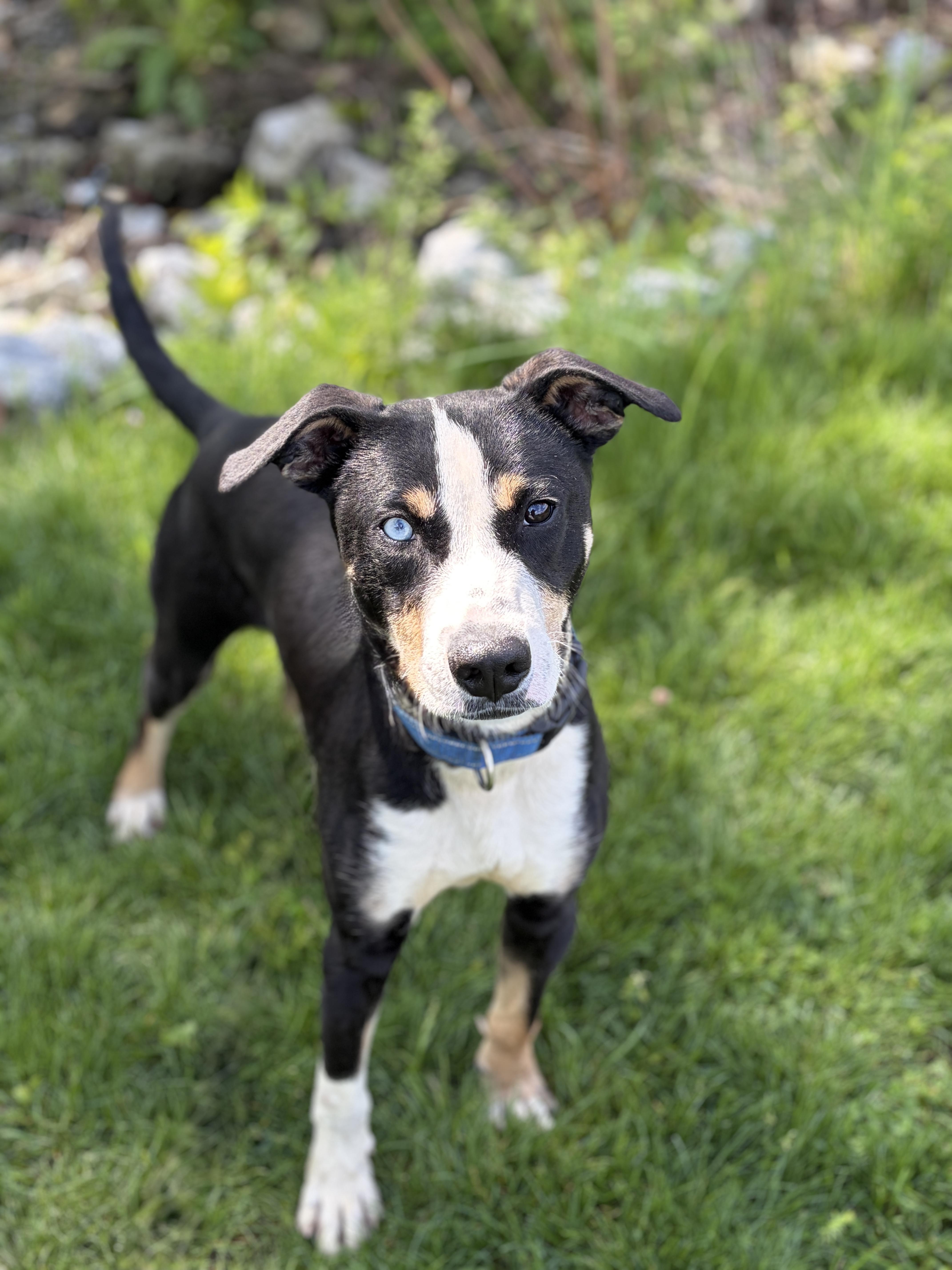 Meeko AVAILABLE , ADOPTABLE, Young Male Hound.
