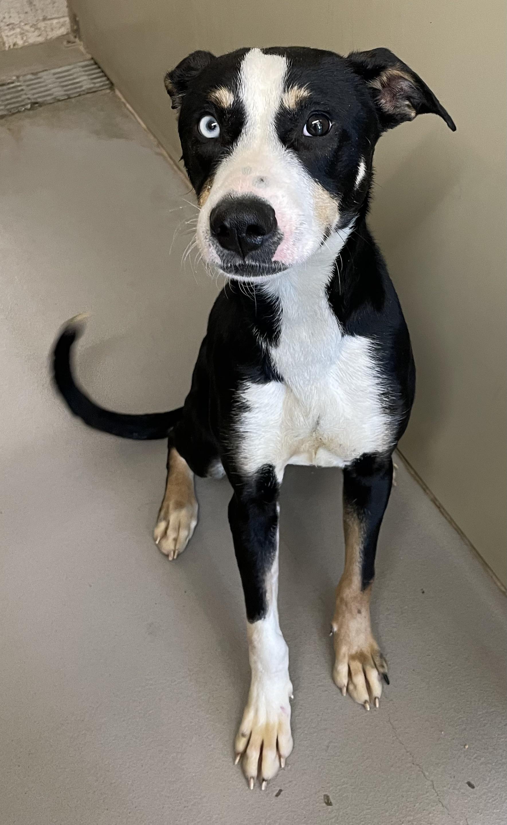 Enlarge Meeko AVAILABLE , a ADOPTABLE mixed breed in Canton, OH image 3/4