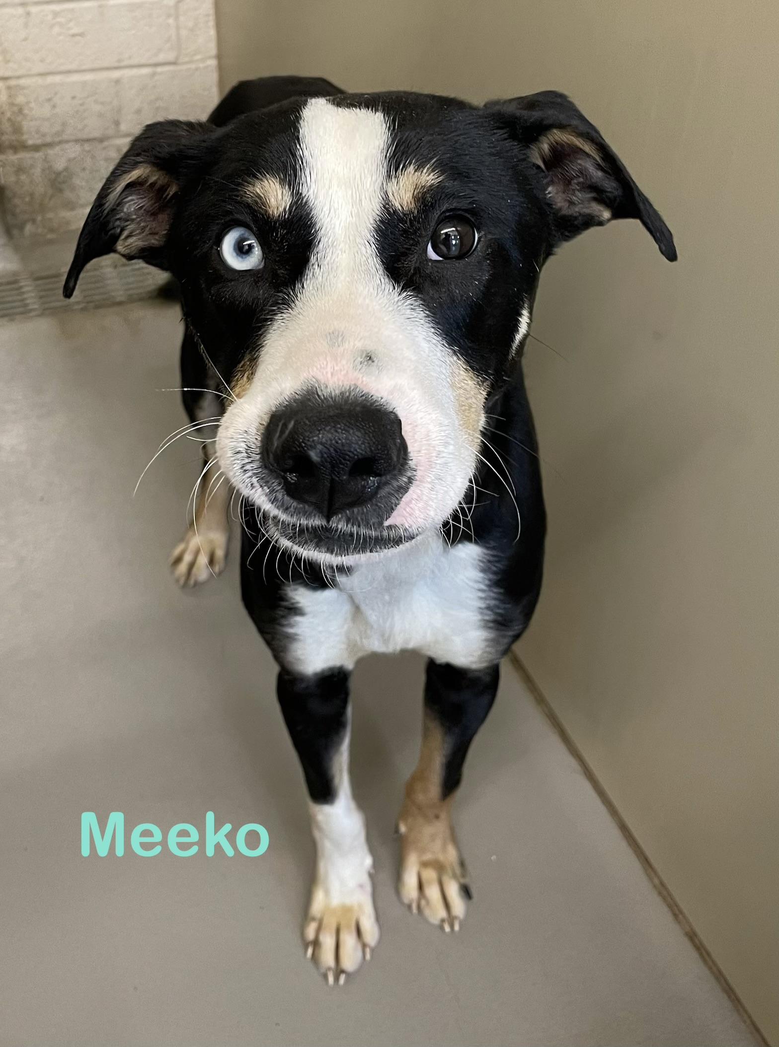 Meeko AVAILABLE , ADOPTABLE, Young Male Hound.