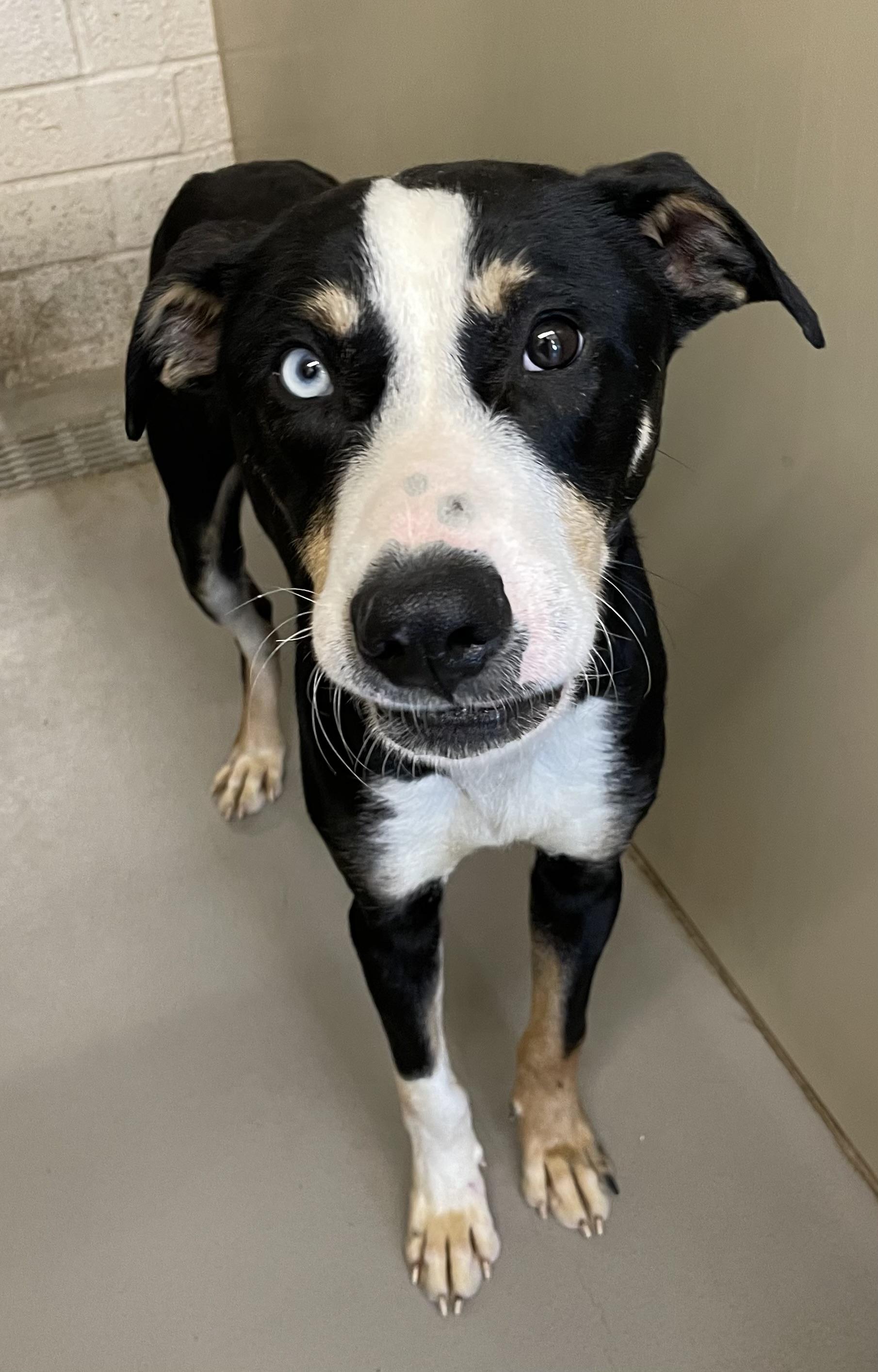 Enlarge Meeko AVAILABLE , a ADOPTABLE mixed breed in Canton, OH image 2/4