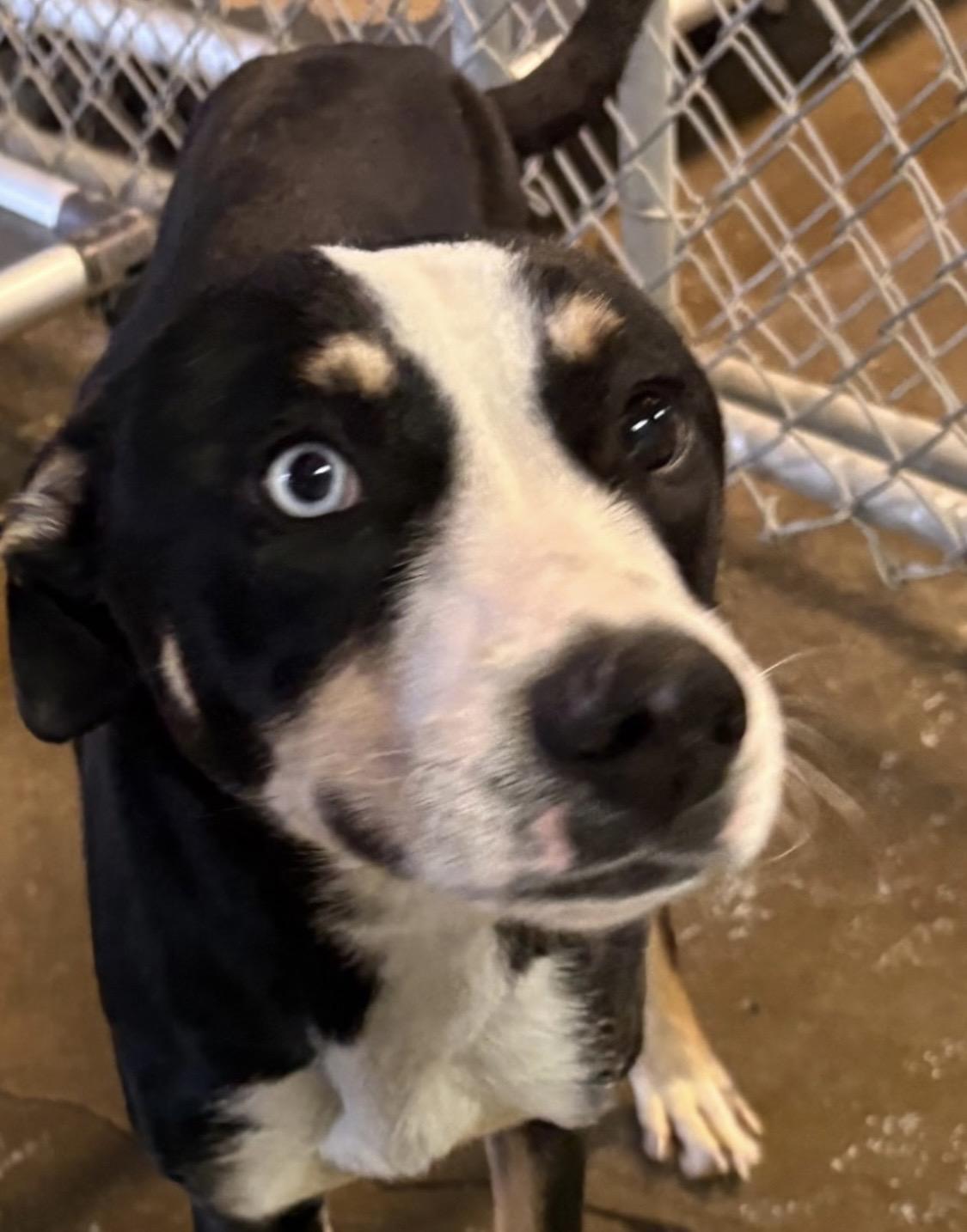 Enlarge Meeko AVAILABLE , a ADOPTABLE mixed breed in Canton, OH image 4/4