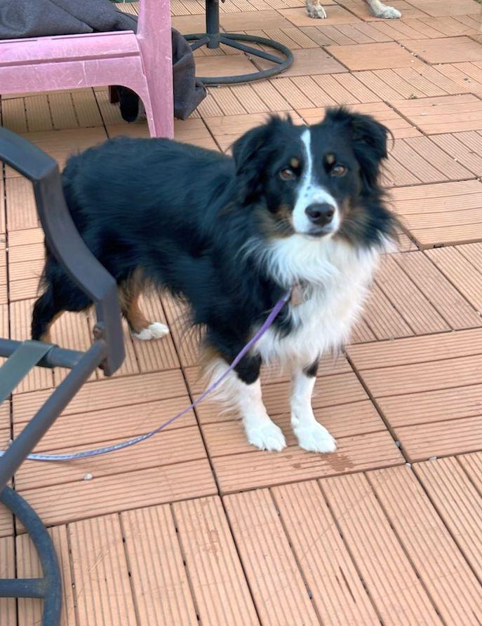 Enlarge NIKKI (mini), a ADOPTABLE Australian Shepherd in Rossford, OH image 1/1