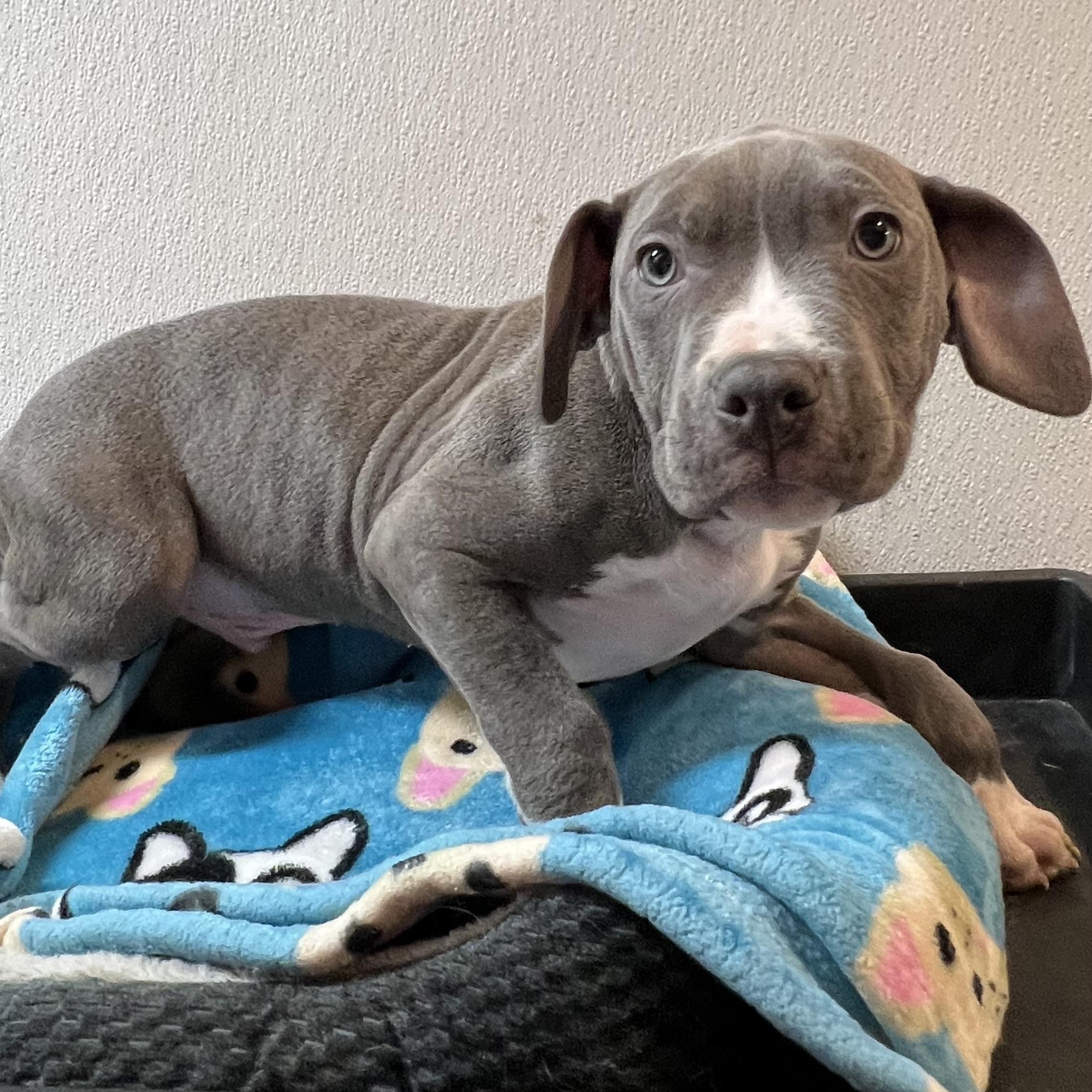 Enlarge Judah, a ADOPTABLE mixed breed in Spencer, IA image 1/1