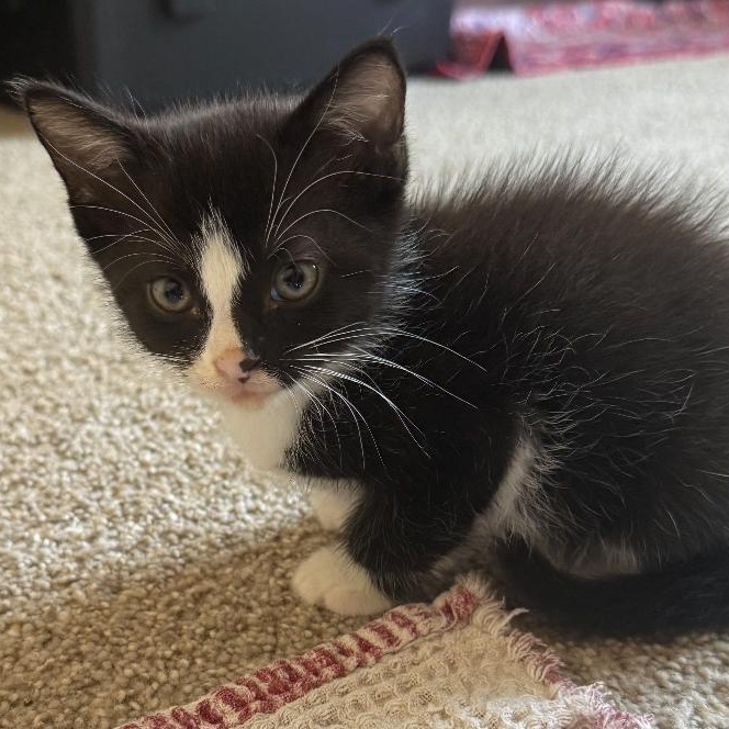 Milo, Adoptable, Kitten Male Domestic Medium Hair.