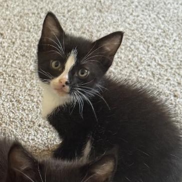 Enlarge Milo, a Adoptable Domestic Medium Hair in College Grove, TN image 2/2