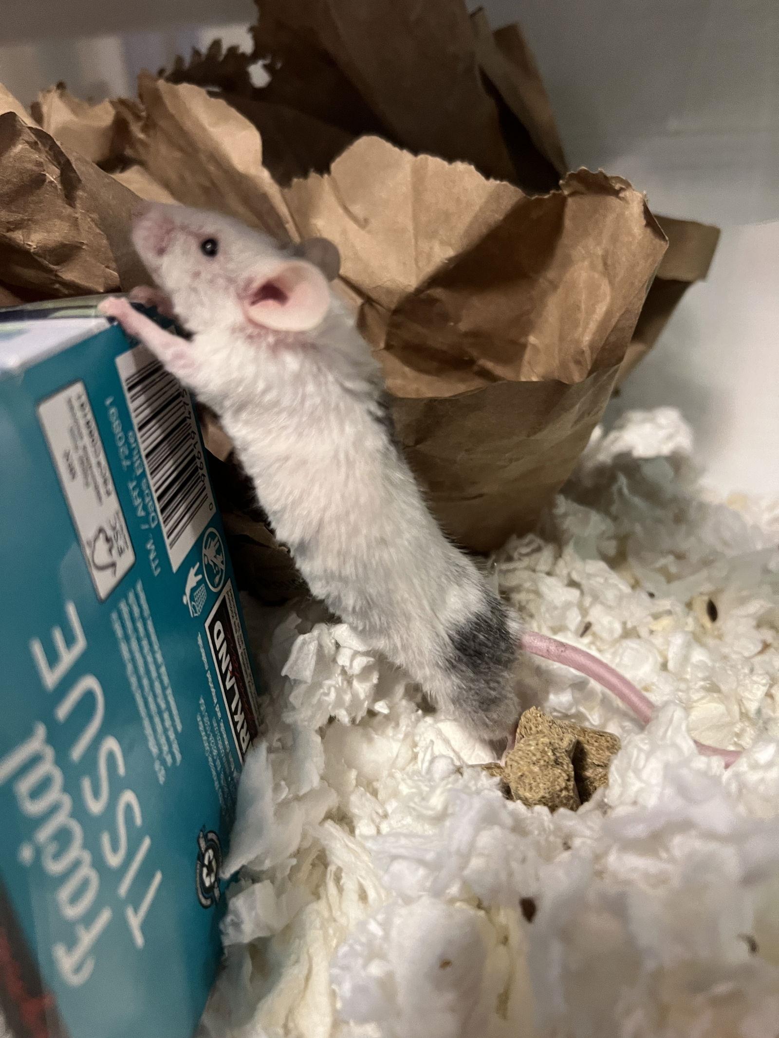 Clara and Tofu (bonded pair), Adopted, Adult Male Mouse.