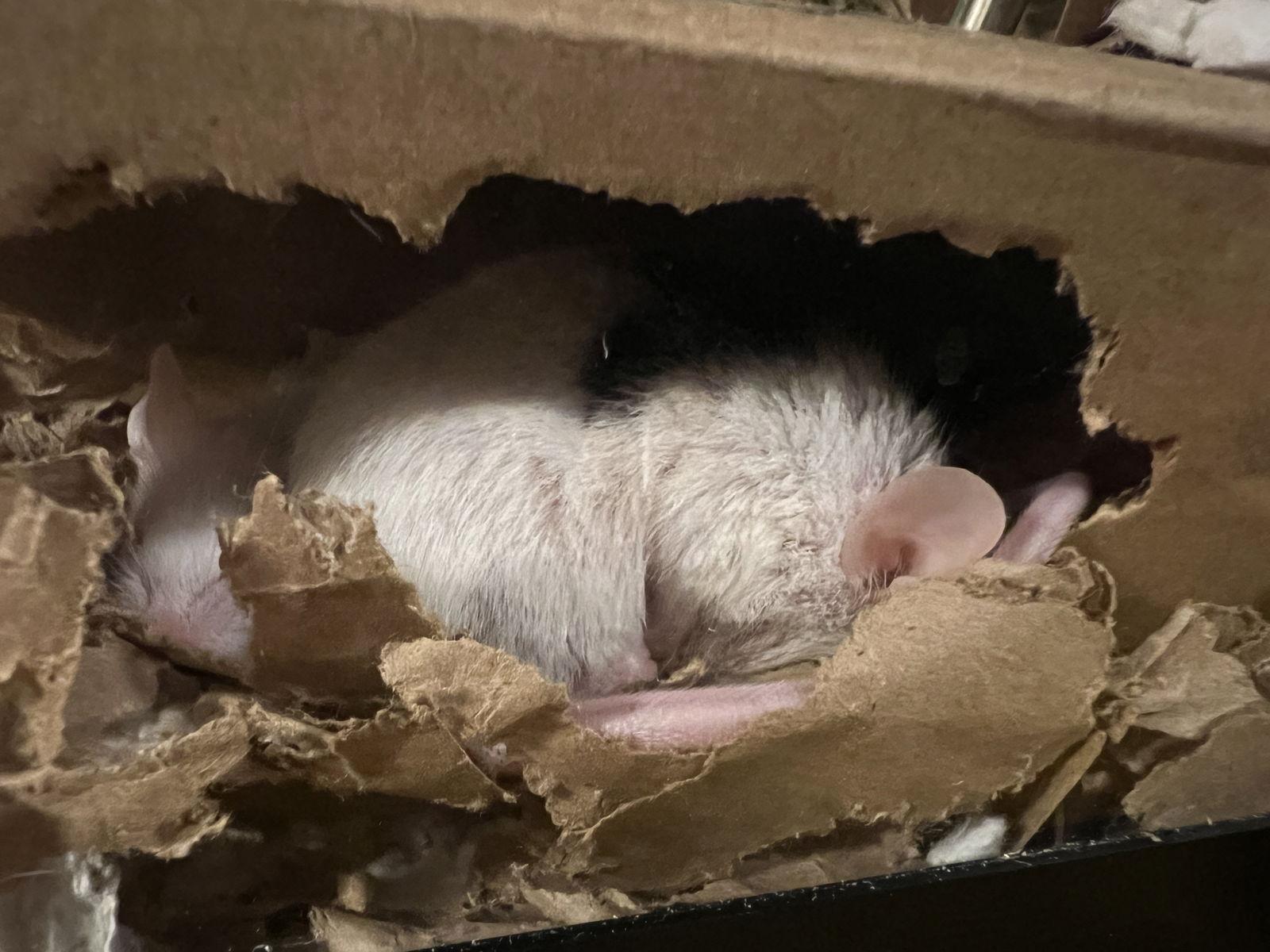 Enlarge Clara and Tofu (bonded pair), a Adopted Mouse in Frederick, MD image 2/3