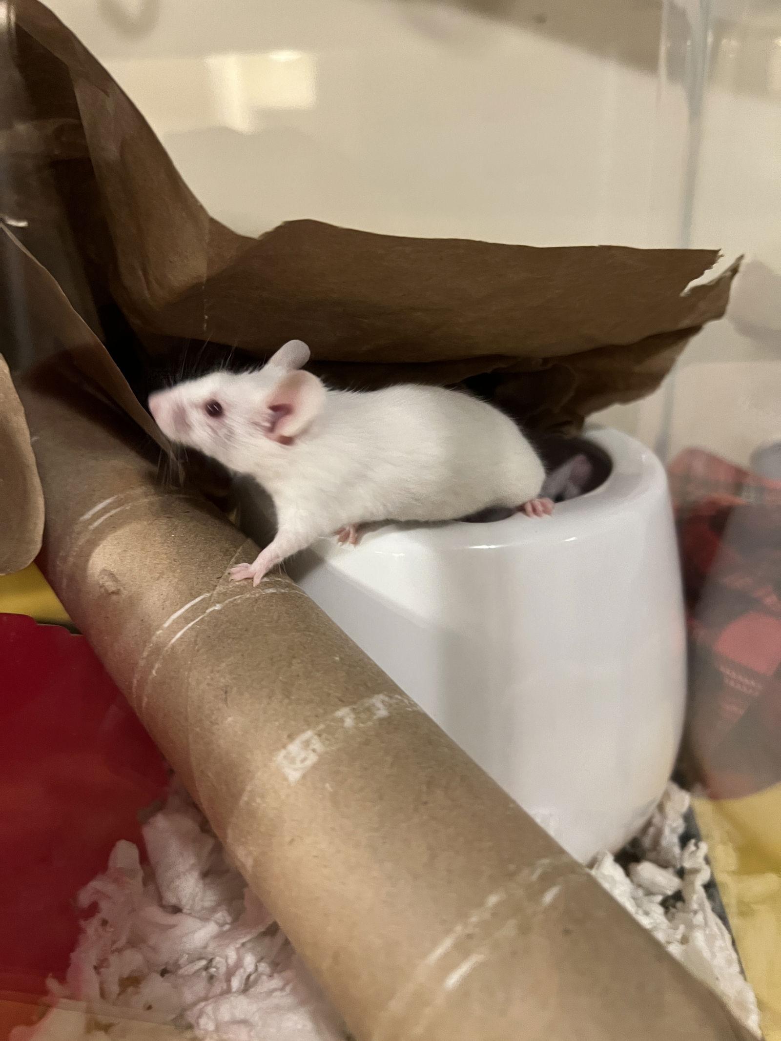 Enlarge Clara and Tofu (bonded pair), a Adopted Mouse in Frederick, MD image 3/3