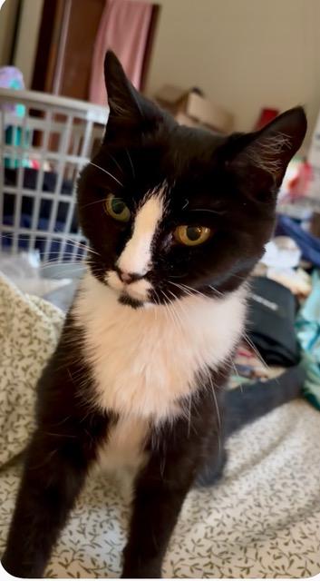 Stella, ADOPTABLE, Young Female Tuxedo.