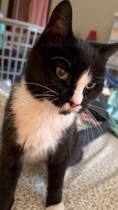 Enlarge Stella, a ADOPTABLE Tuxedo in Medford, MA video 2/2
