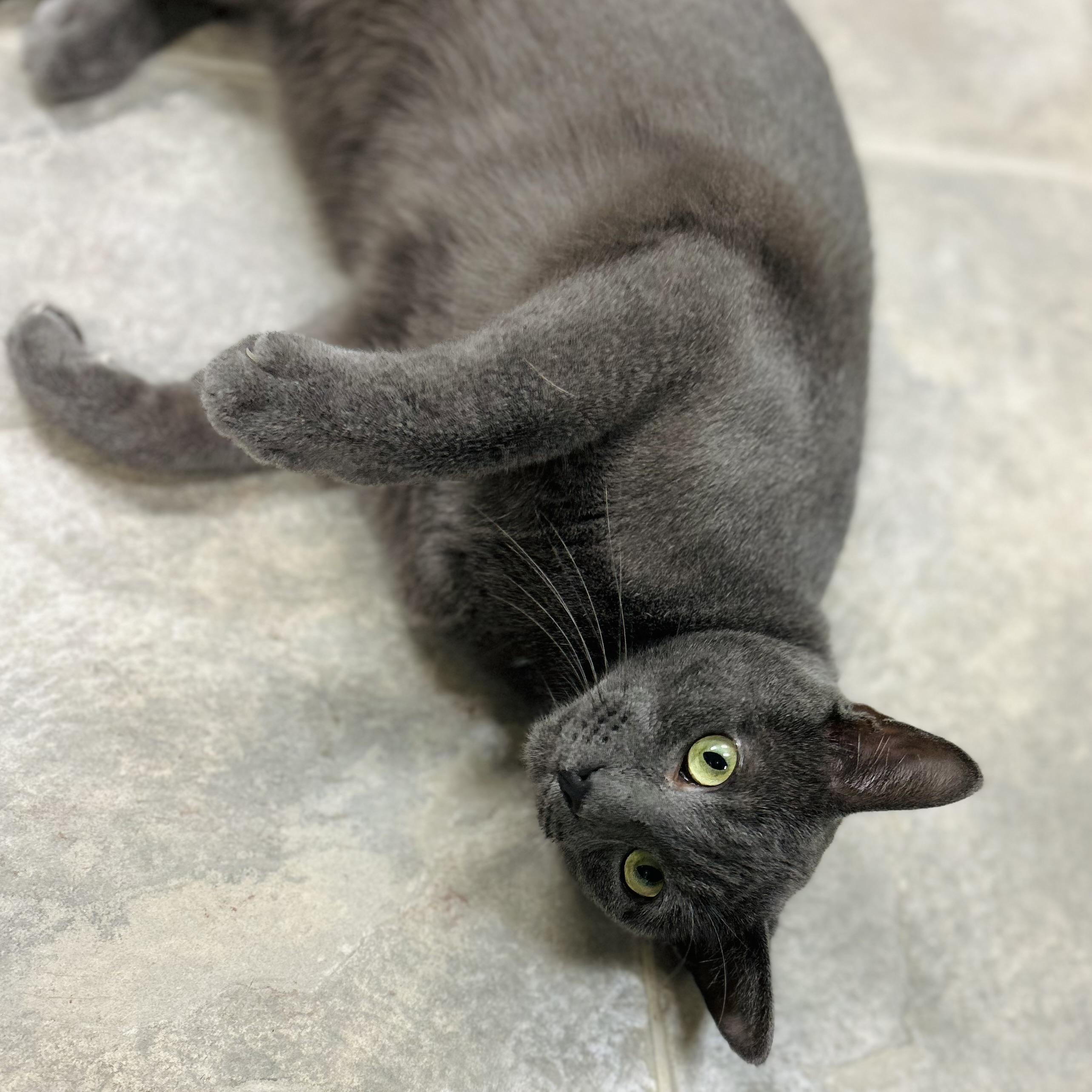 Spade, Adopted, Adult Male American Bobtail & Russian Blue.