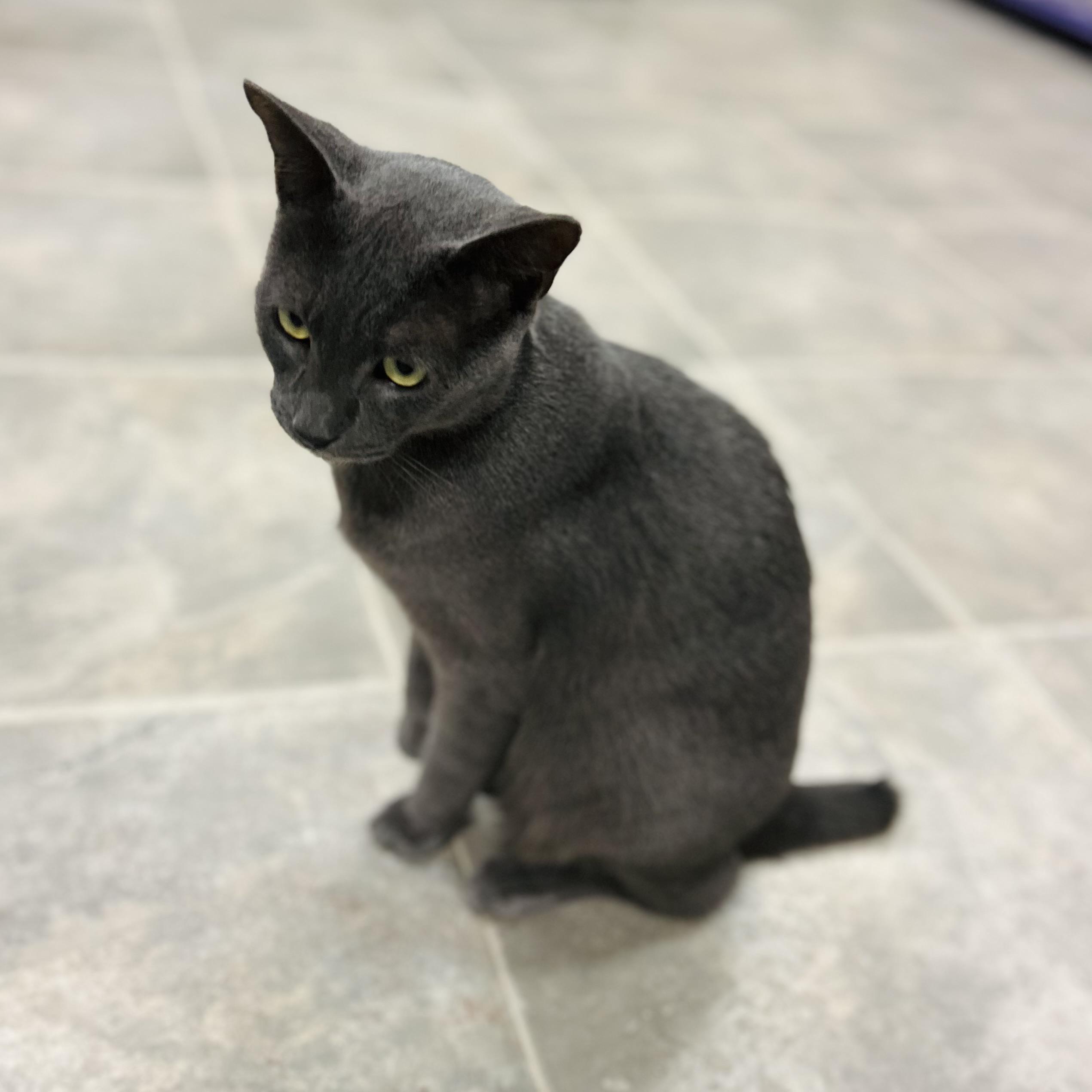 Enlarge Spade, a Adopted mixed breed in Seguin, TX image 2/6