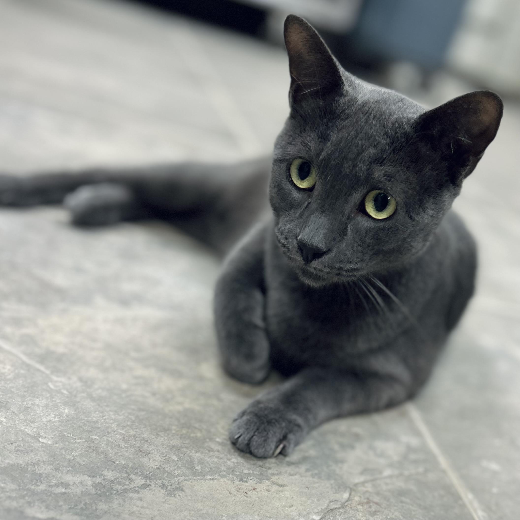 Enlarge Spade, a Adopted mixed breed in Seguin, TX image 3/6