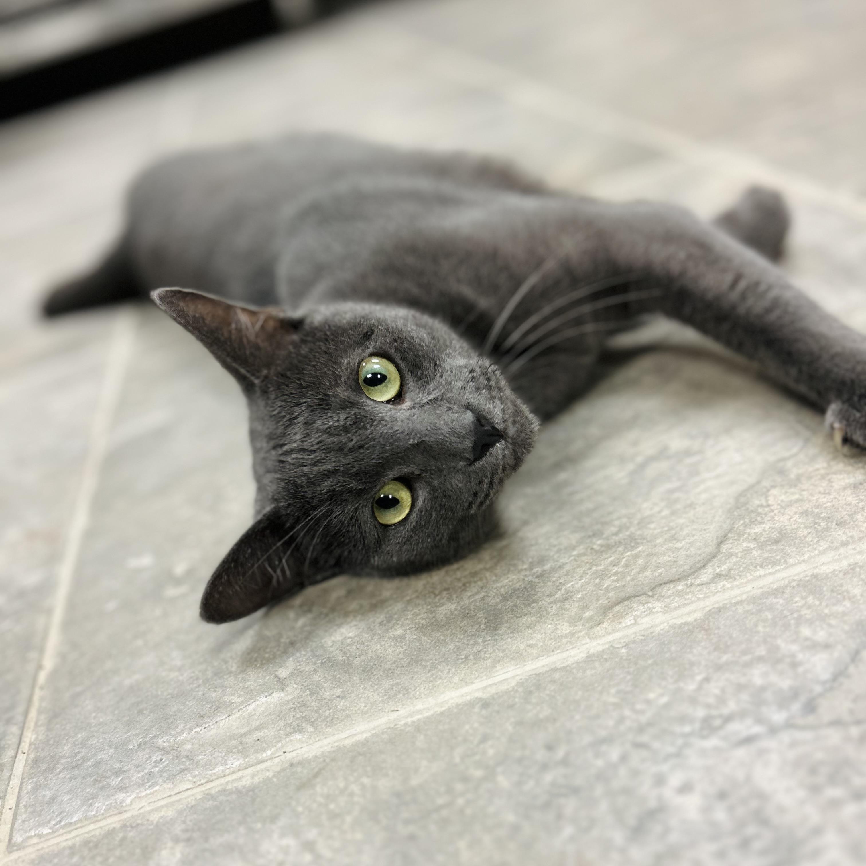 Enlarge Spade, a Adopted mixed breed in Seguin, TX image 6/6