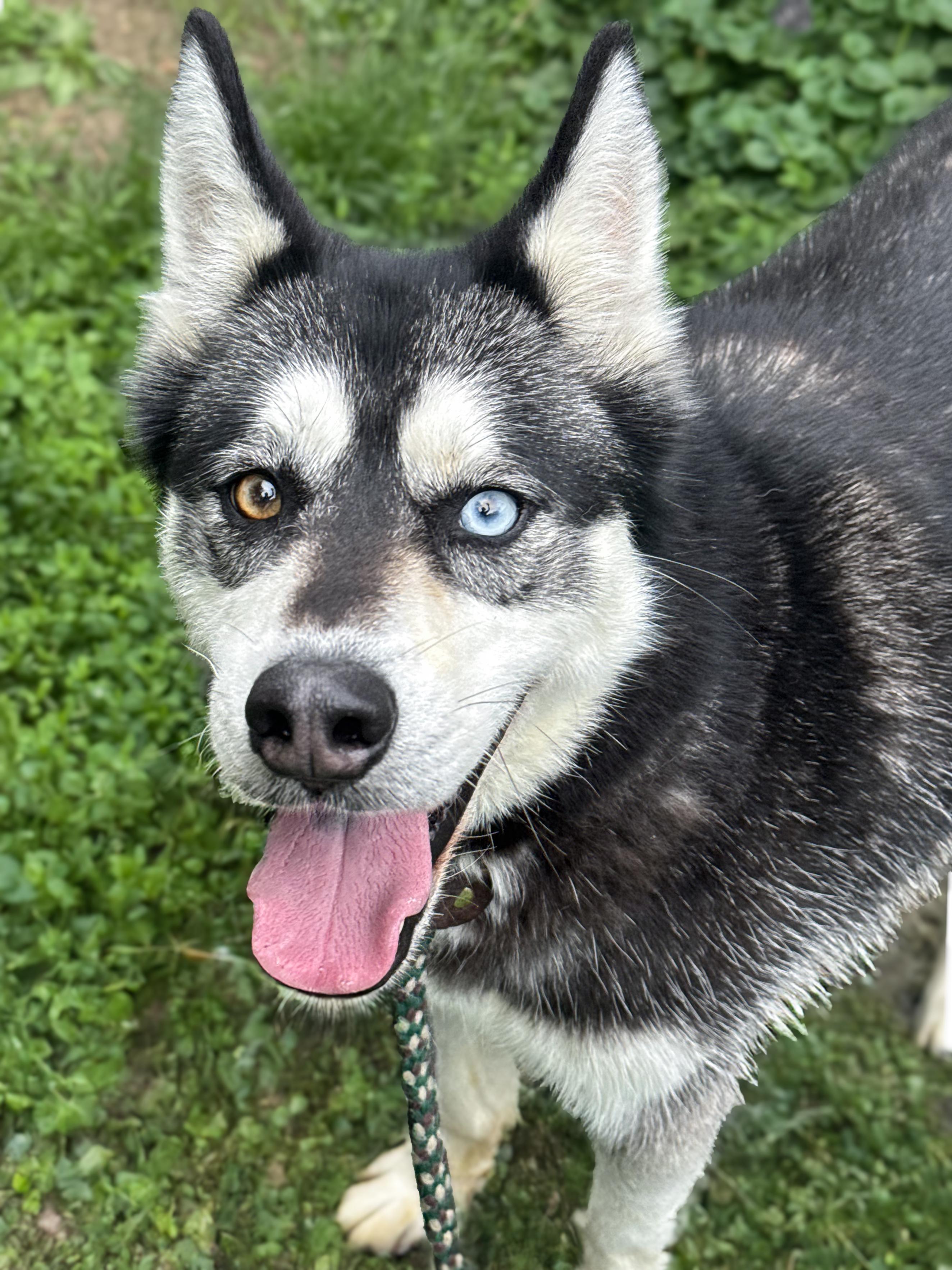 Enlarge Natsu, an adopted mixed breed in Anderson, IN image 1/4