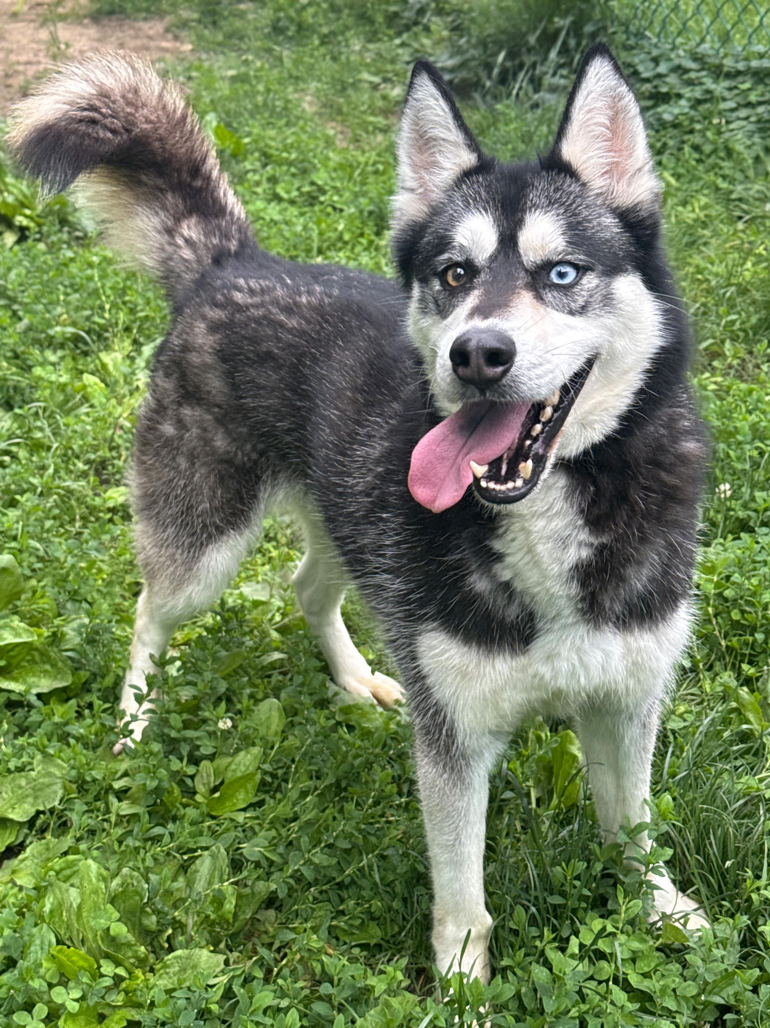 Enlarge Natsu, an adopted mixed breed in Anderson, IN image 2/4