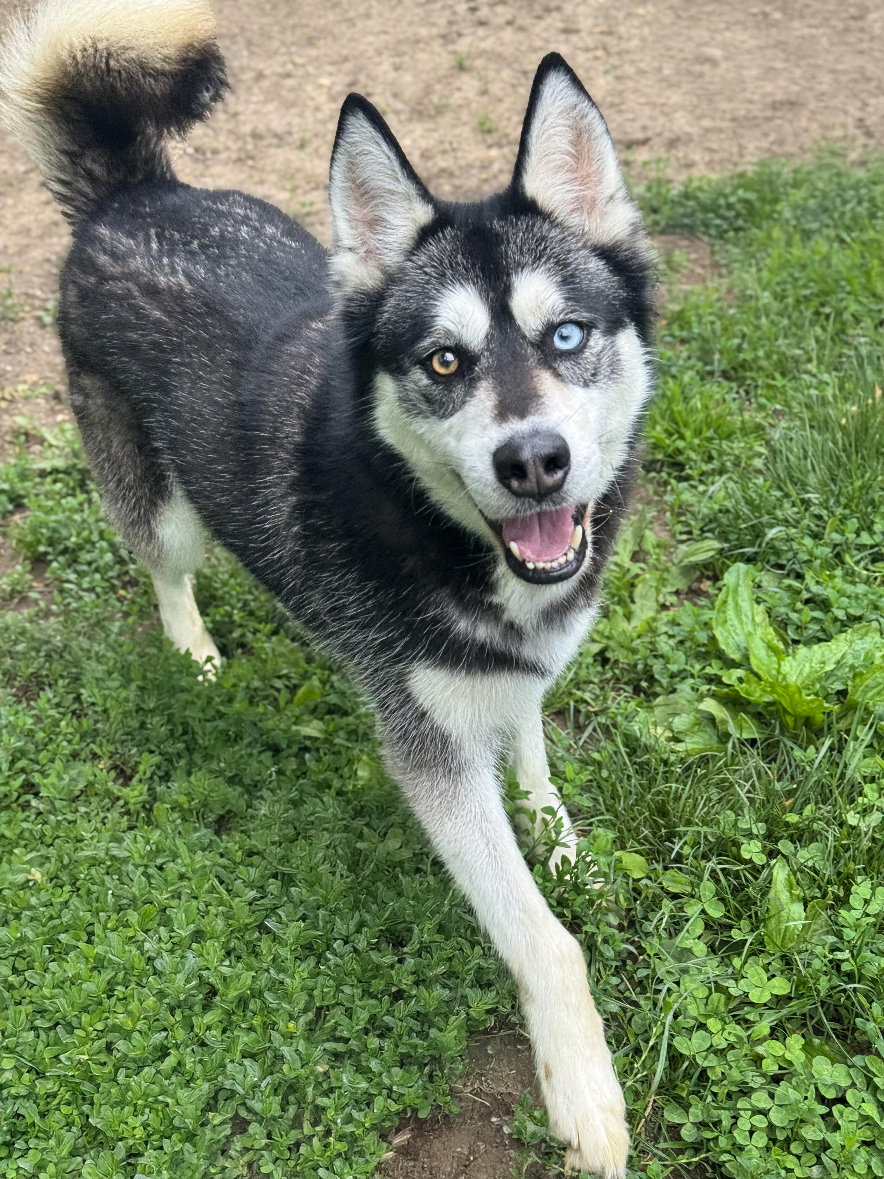 Enlarge Natsu, an adopted mixed breed in Anderson, IN image 3/4