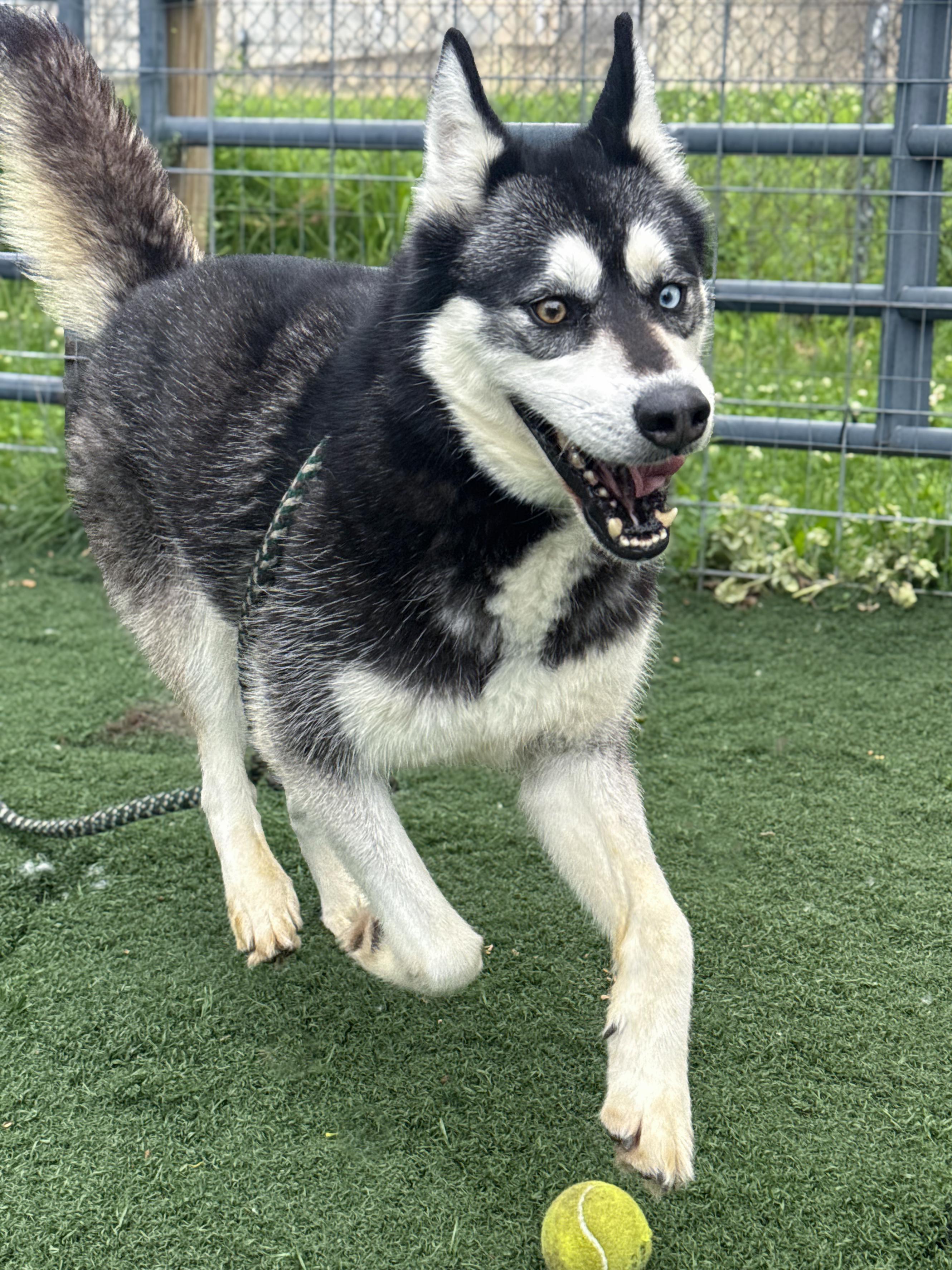 Enlarge Natsu, an adopted mixed breed in Anderson, IN image 4/4