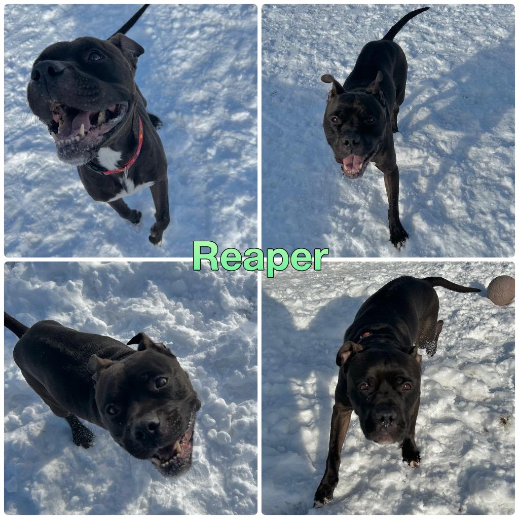 Enlarge Reaper, a Adoptable mixed breed in Pierceton, IN image 1/6