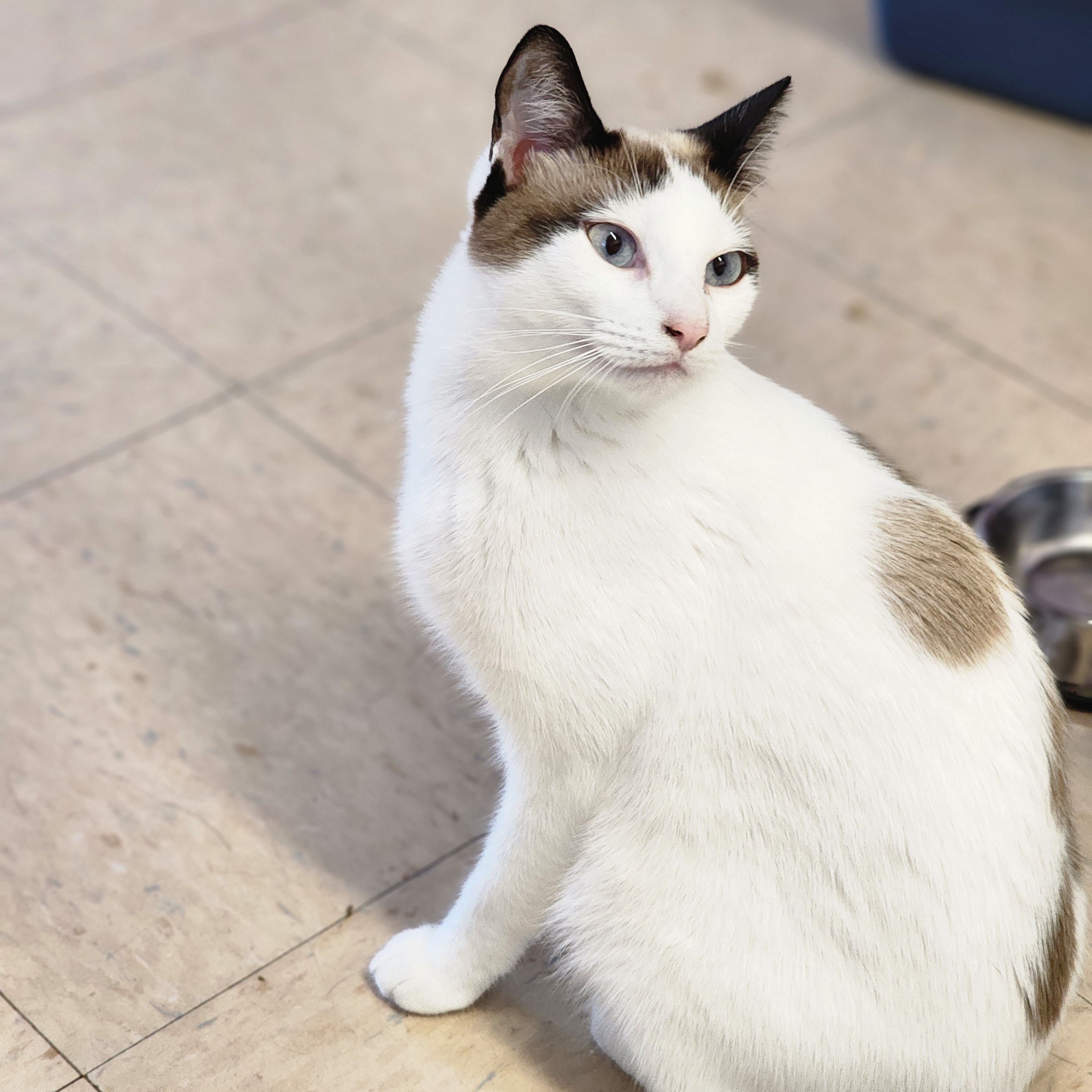 Elphaba, a Adoptable mixed breed in Warwick, RI image 2/5