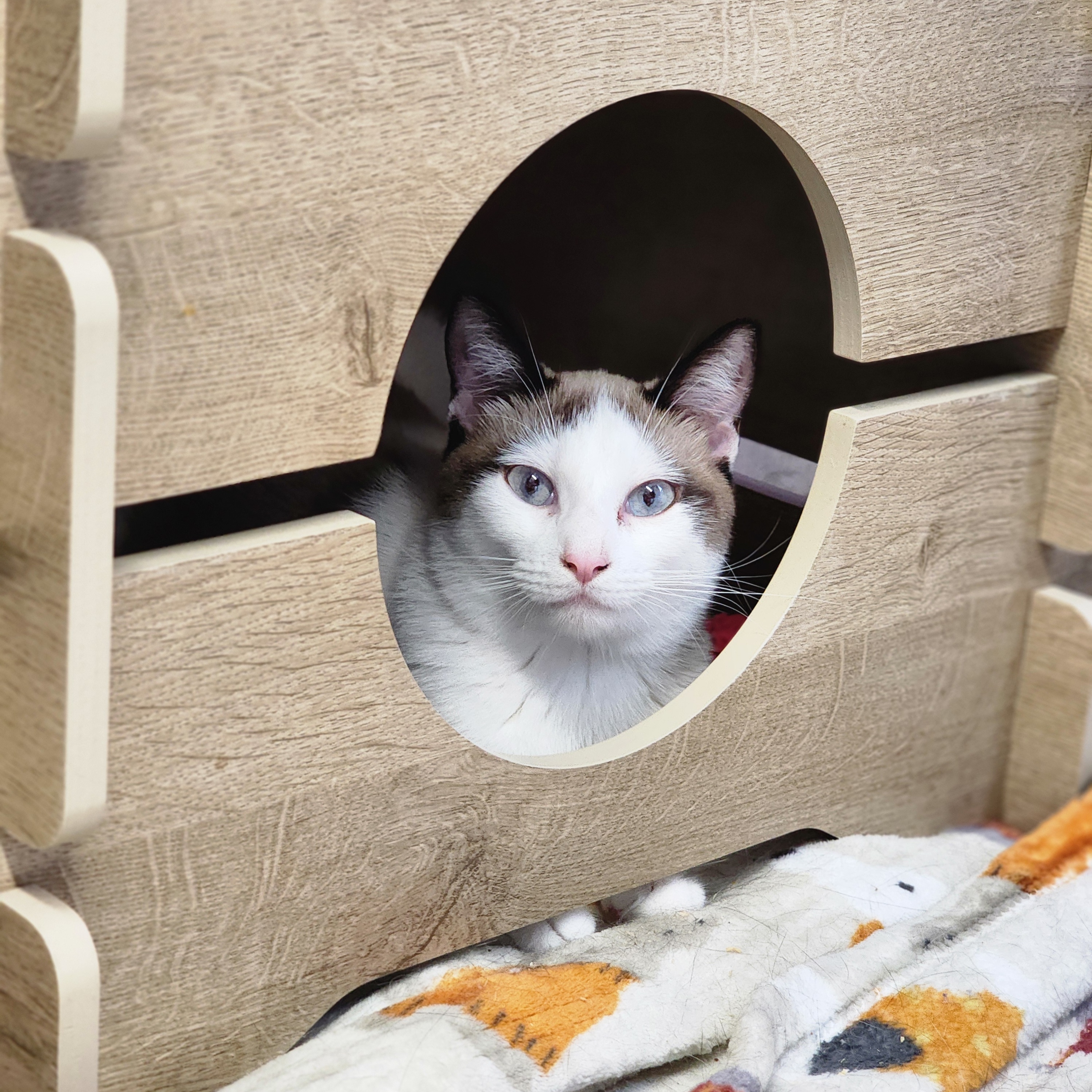 Elphaba, a Adoptable mixed breed in Warwick, RI image 4/5