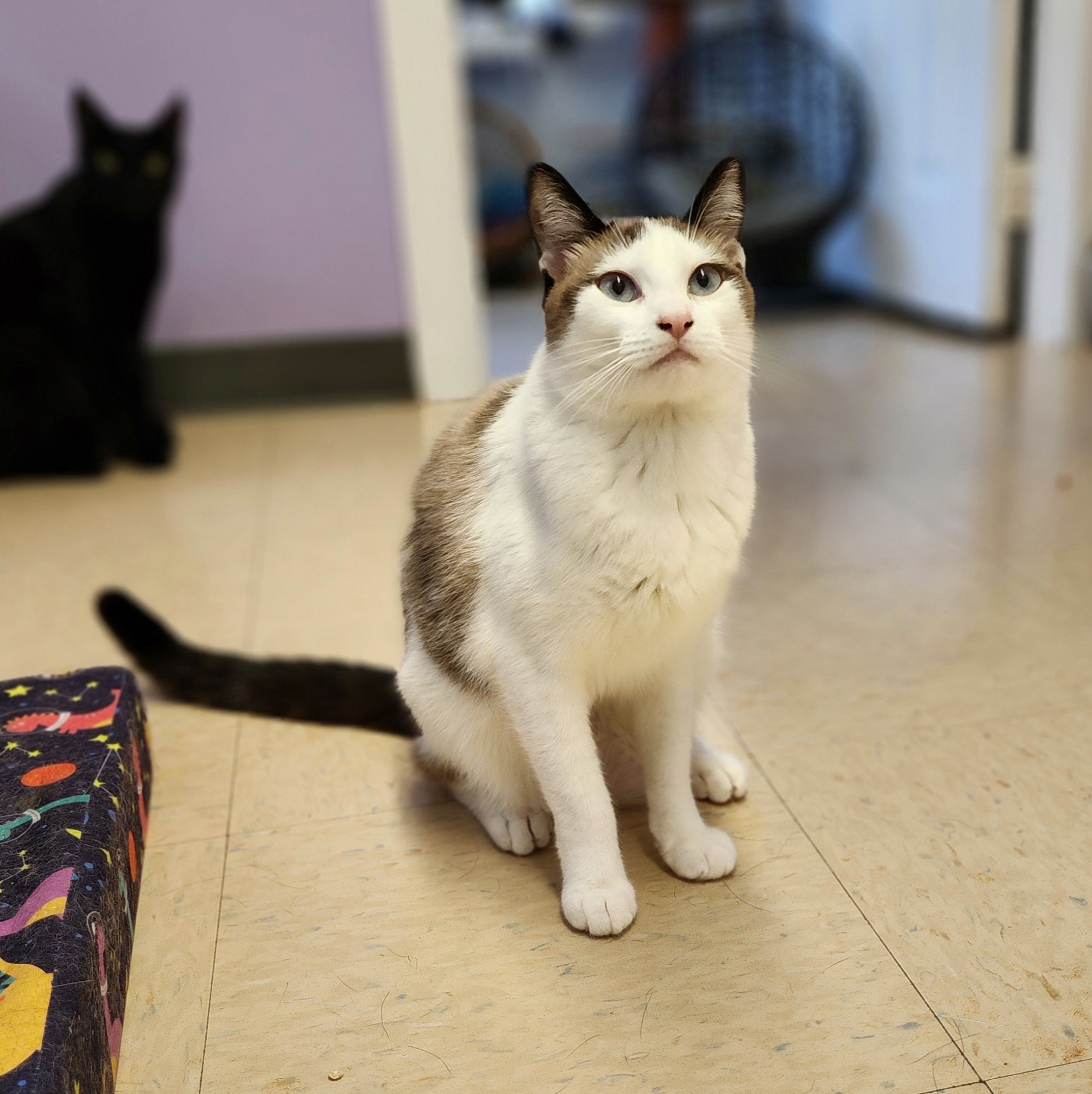 Elphaba, a Adoptable mixed breed in Warwick, RI image 3/5